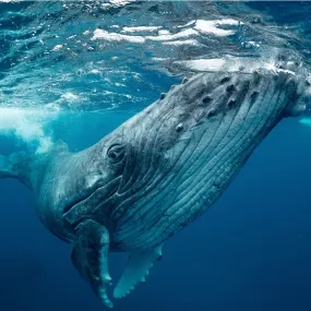 Humpback whale