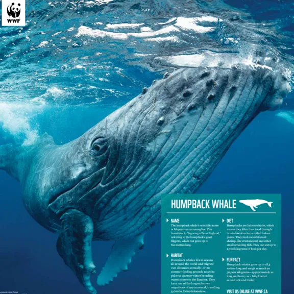 Humpback whale