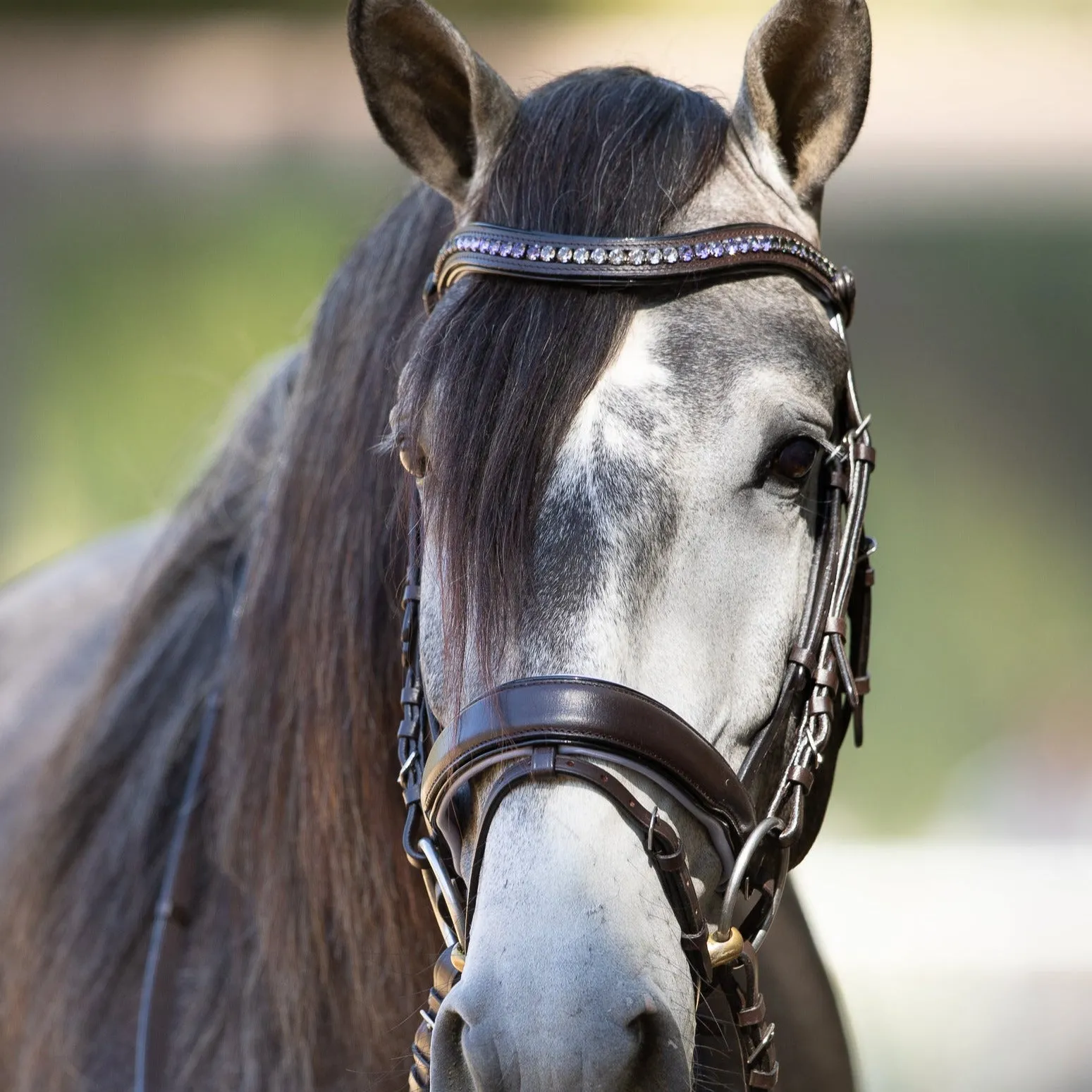 The Chloe - Maple Brown Snaffle with Lavender Padding & Black Patent Piping